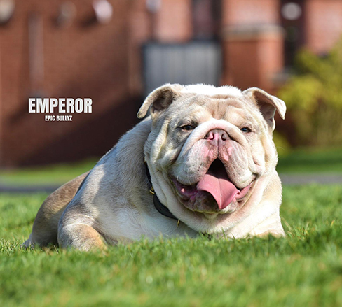 Emperor — Epic Bullyz Stud