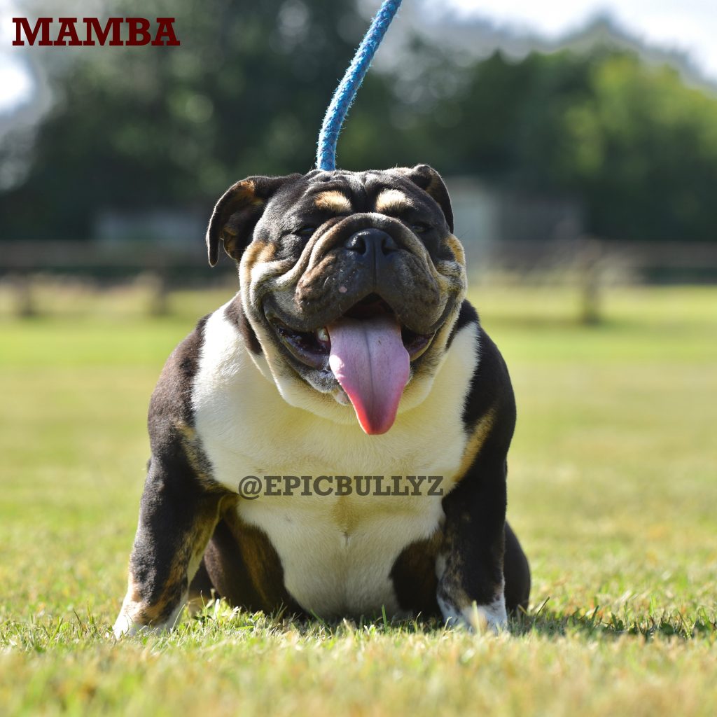 Luna — Epic Bullyz Female