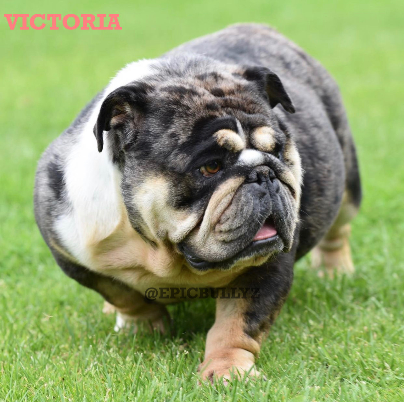 Ruby — Epic Bullyz Female