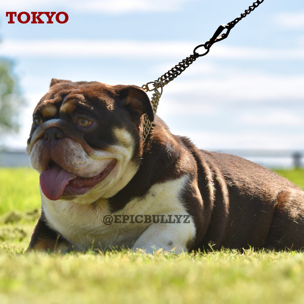 Aurora — Epic Bullyz Female