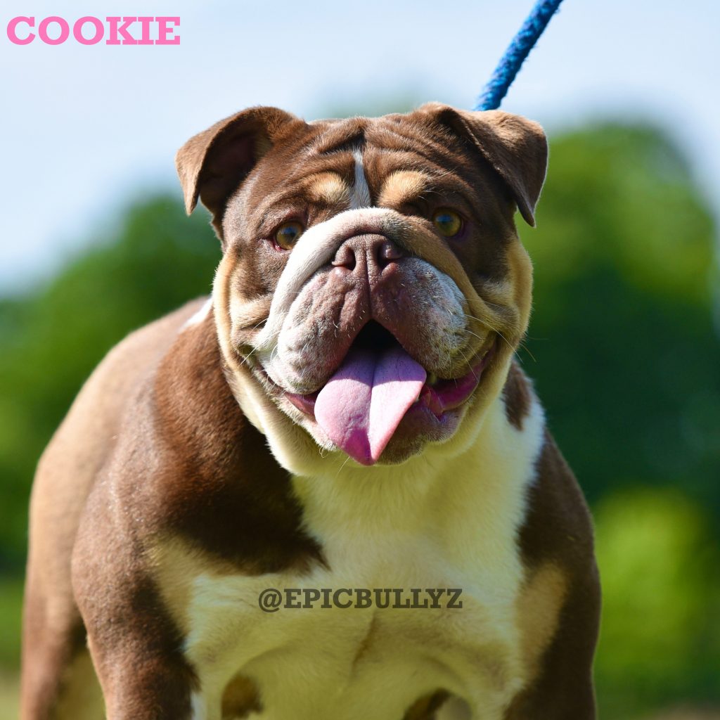 Bella — Epic Bullyz Female