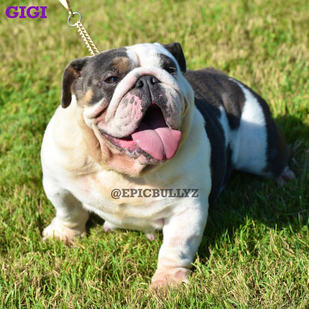 Storm — Epic Bullyz Female