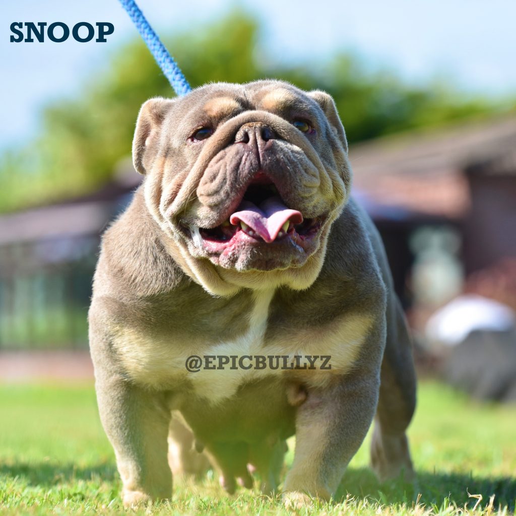 Ivy — Epic Bullyz Female