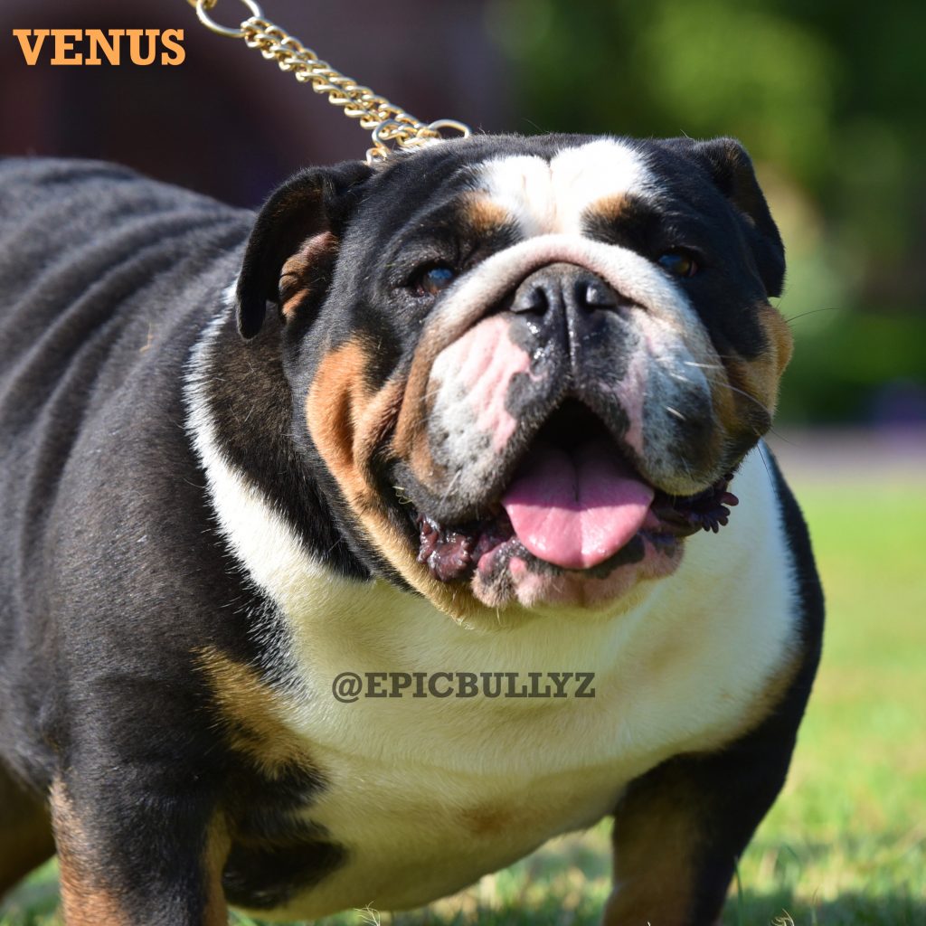 Cleo — Epic Bullyz Female