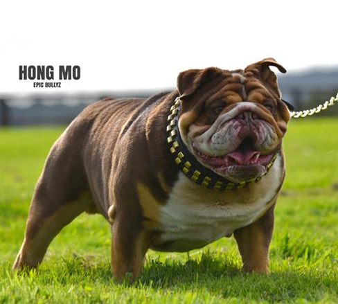 Hong Mo — Epic Bullyz Stud