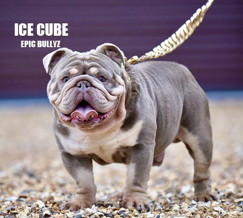 Ice Cube — Epic Bullyz Stud