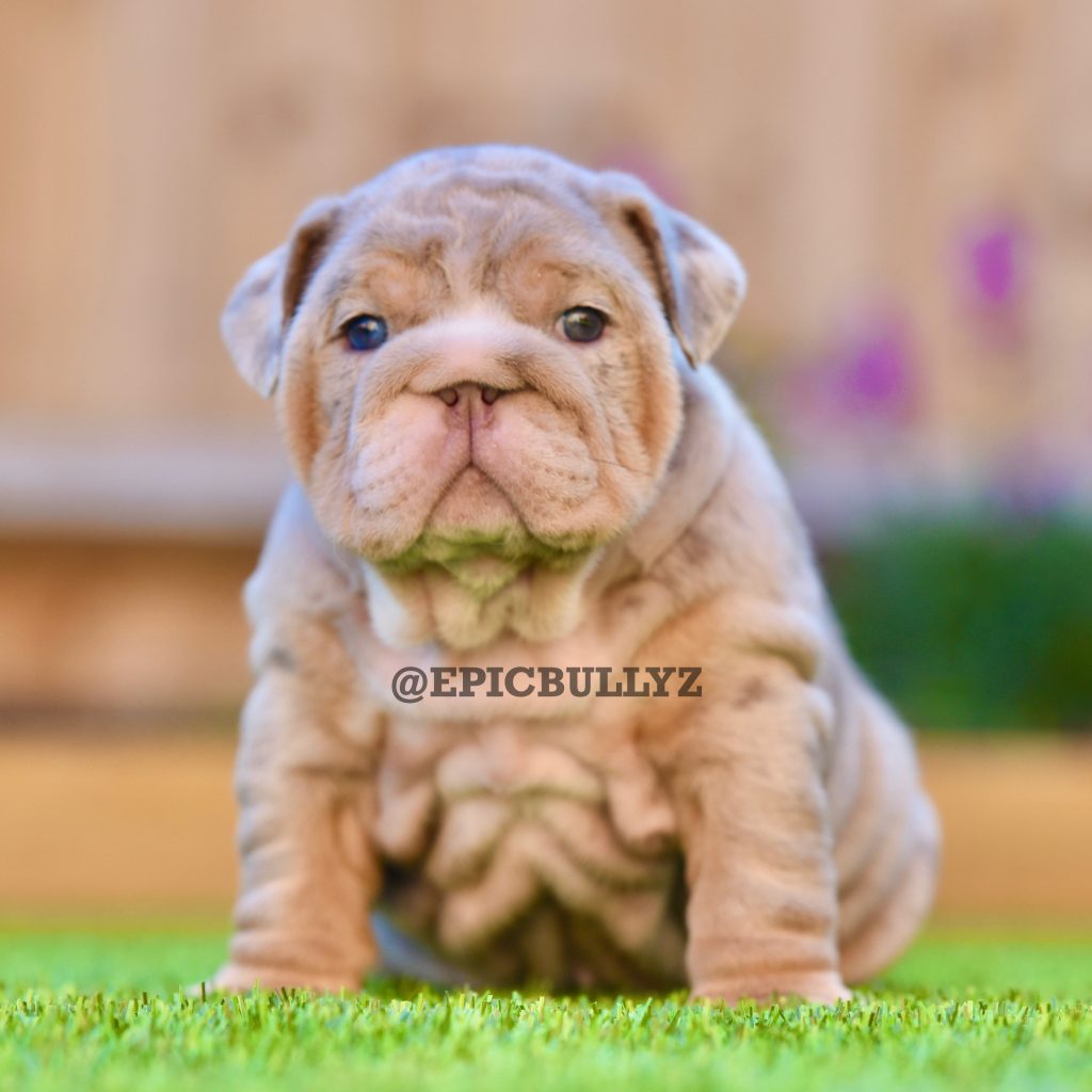 Pup 1 - Blue Tri Girl — Epic Bullyz Puppy
