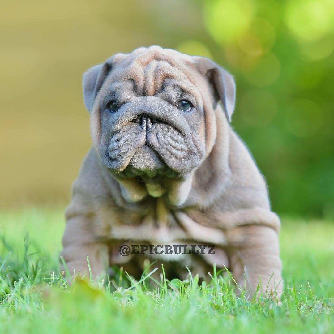 Rocco - Blue Boy — Epic Bullyz Puppy