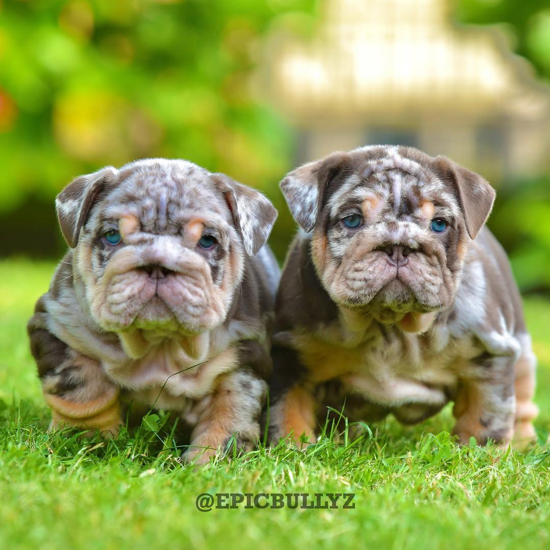 Titan - Chocolate Merle Boy — Epic Bullyz Puppy
