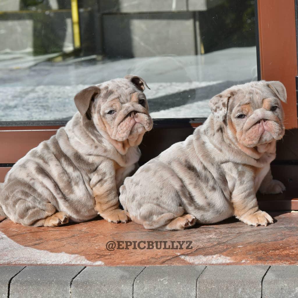 Ruby - Red Tri Girl — Epic Bullyz Puppy