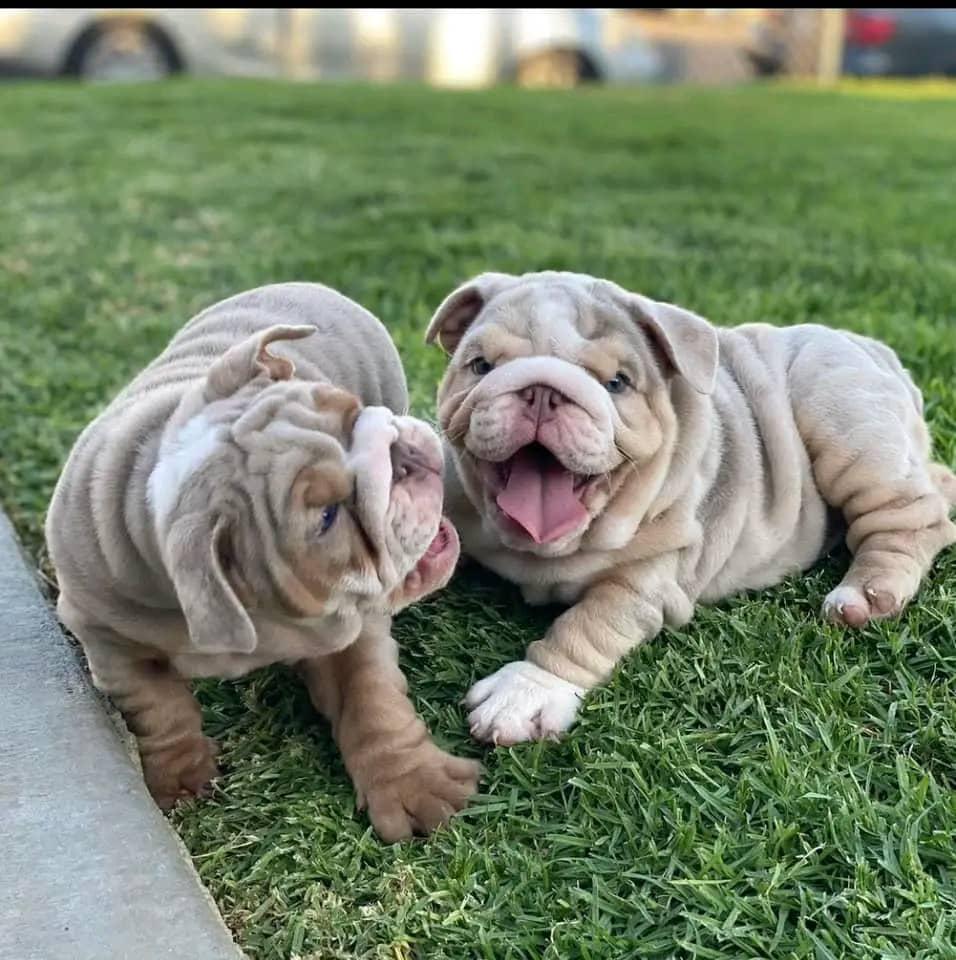 Ivy - Blue Merle Girl — Epic Bullyz Puppy