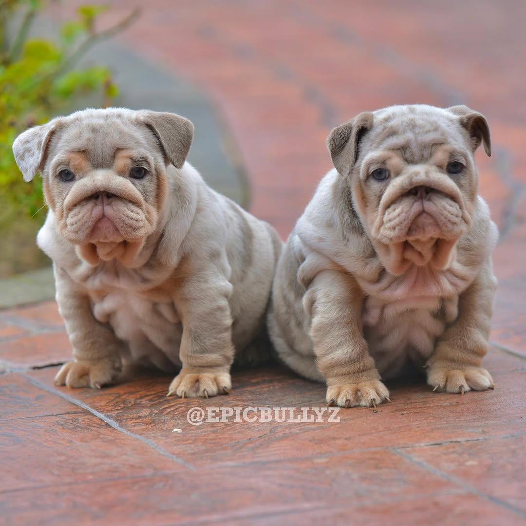 Atlas - Lilac Boy — Epic Bullyz Puppy