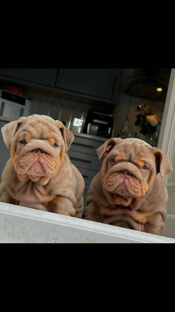 Storm - Merle Girl — Epic Bullyz Puppy