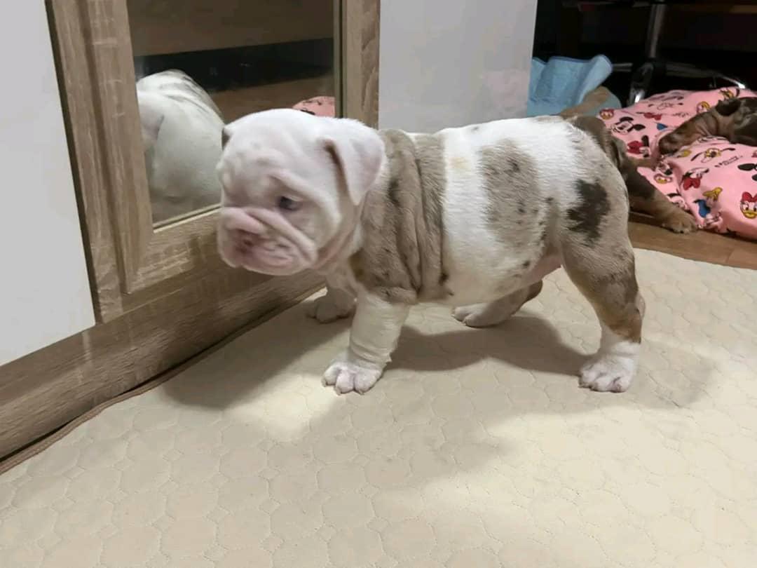 Cleo - Lilac Merle Girl — Epic Bullyz Puppy
