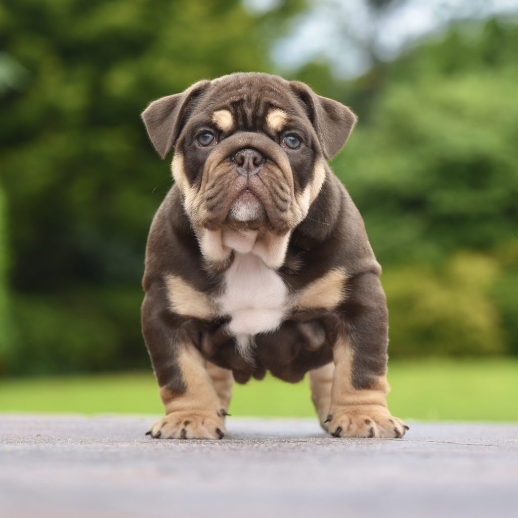 Pup 2 - Chocolate Boy — Epic Bullyz Puppy