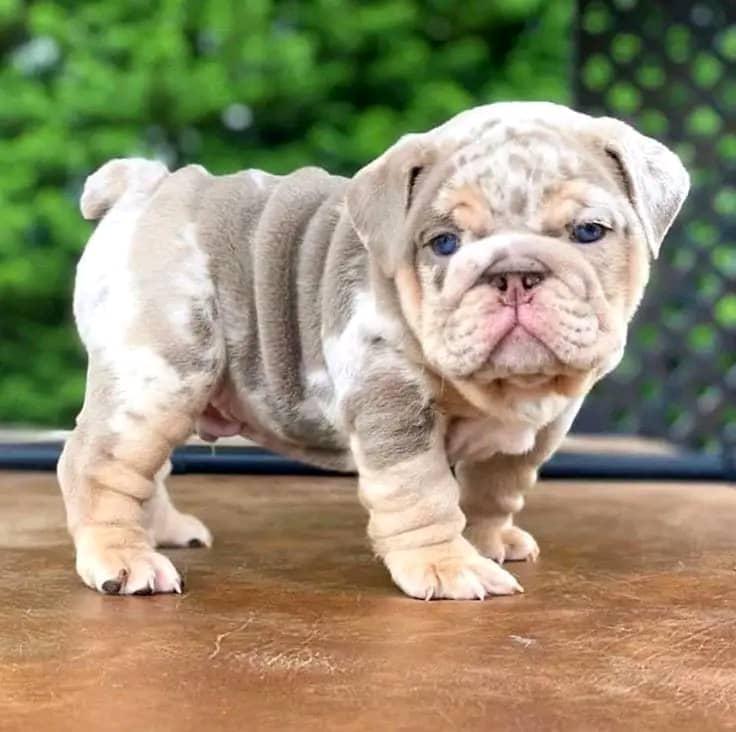 Ranger - Blue Tri Boy — Epic Bullyz Puppy