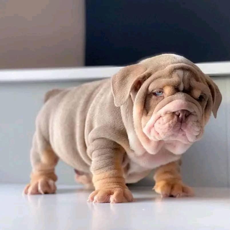 Bear - Chocolate Merle Boy — Epic Bullyz Puppy