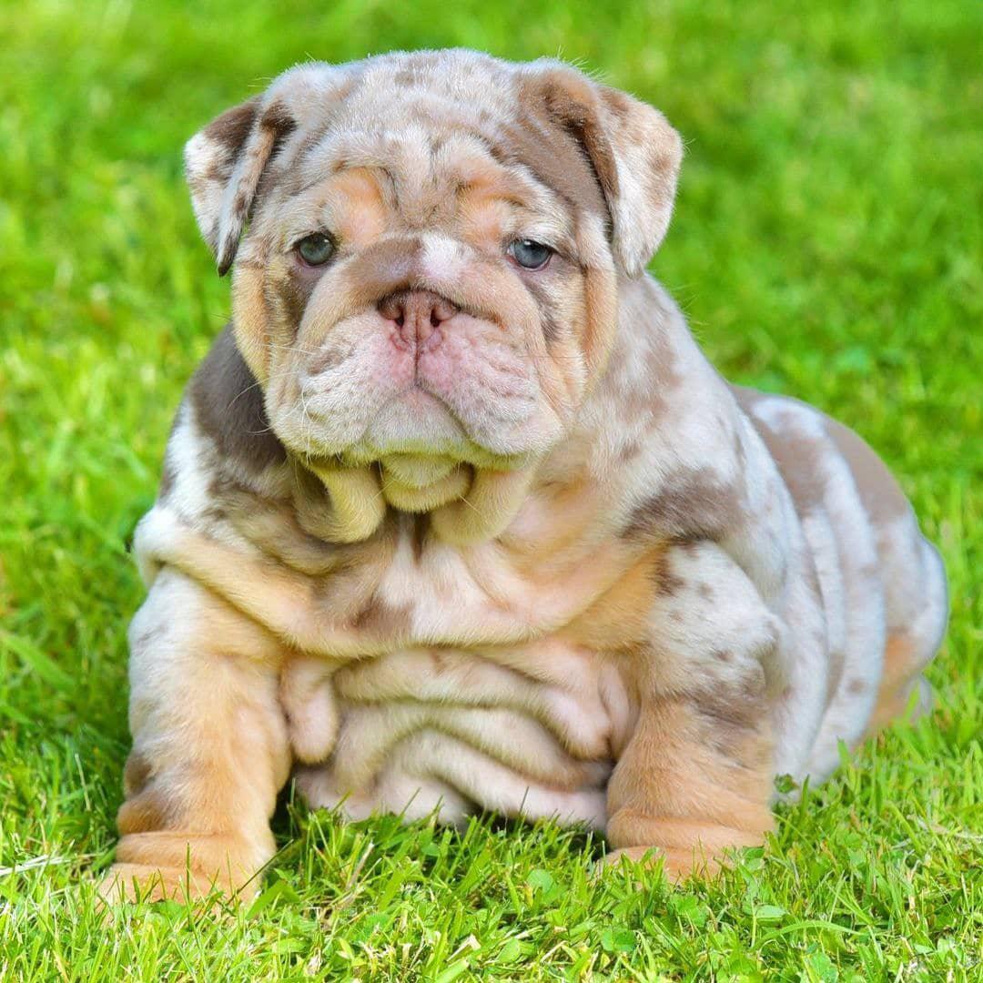 Sage - Blue Girl — Epic Bullyz Puppy