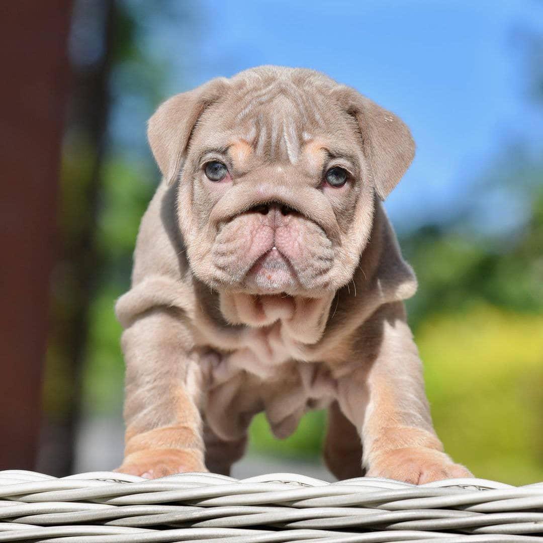 Blaze - Merle Tri Boy — Epic Bullyz Puppy