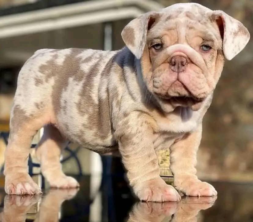 Violet - Lilac Tri Girl — Epic Bullyz Puppy