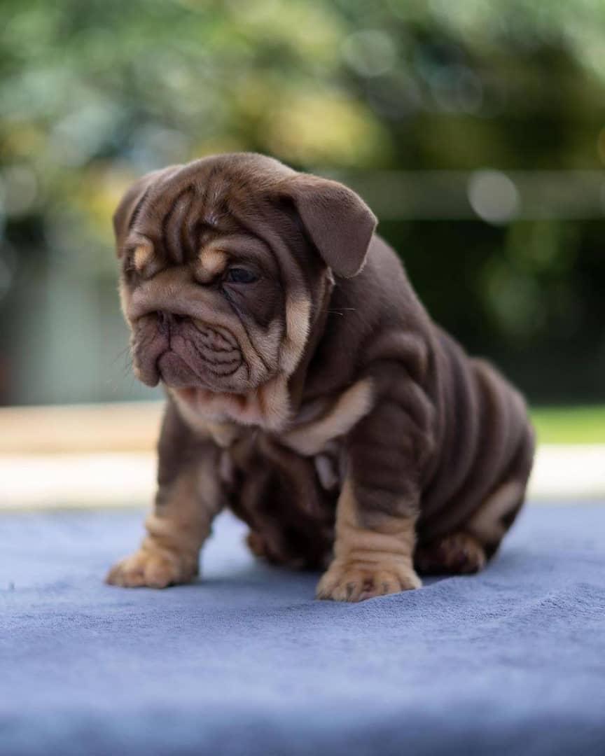 Rex - Blue Merle Boy — Epic Bullyz Puppy