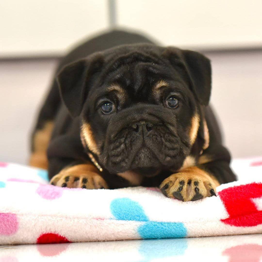 Skye - Merle Girl — Epic Bullyz Puppy