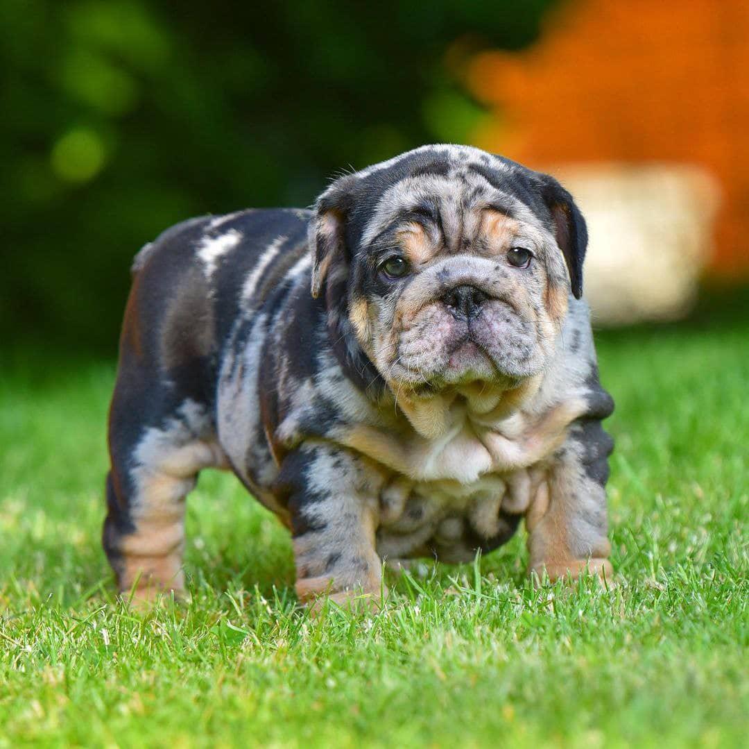 Prince - Lilac Boy — Epic Bullyz Puppy