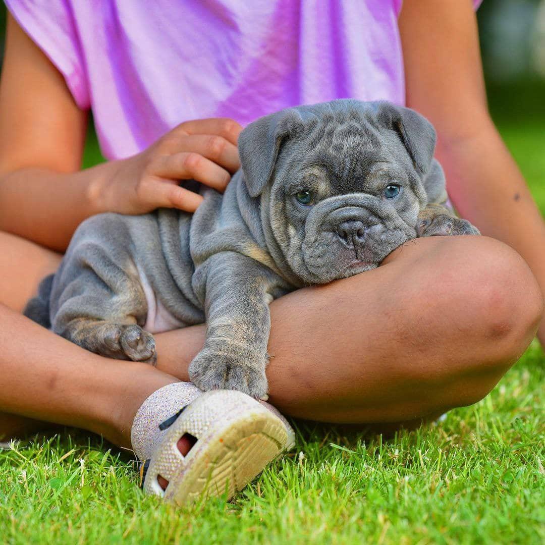 Daisy - Blue Tri Girl — Epic Bullyz Puppy