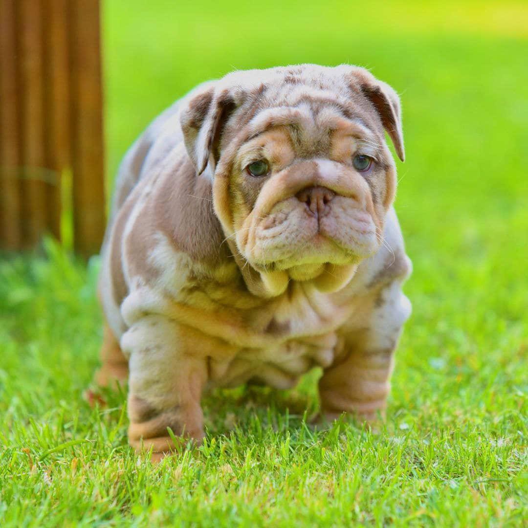 Ace - Chocolate Merle Boy — Epic Bullyz Puppy