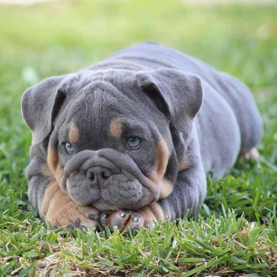 Hazel - Lilac Merle Girl — Epic Bullyz Puppy