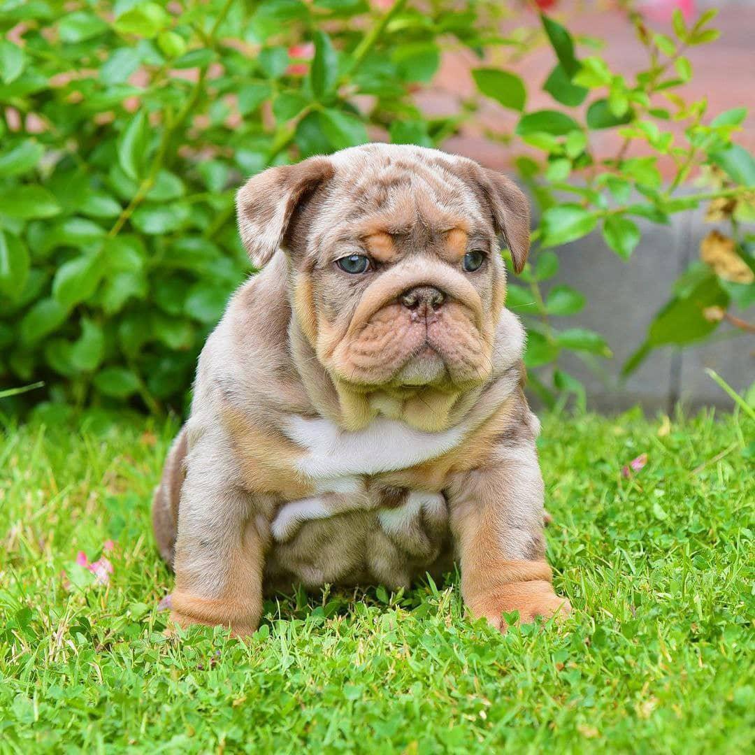 Bruno - Blue Boy — Epic Bullyz Puppy