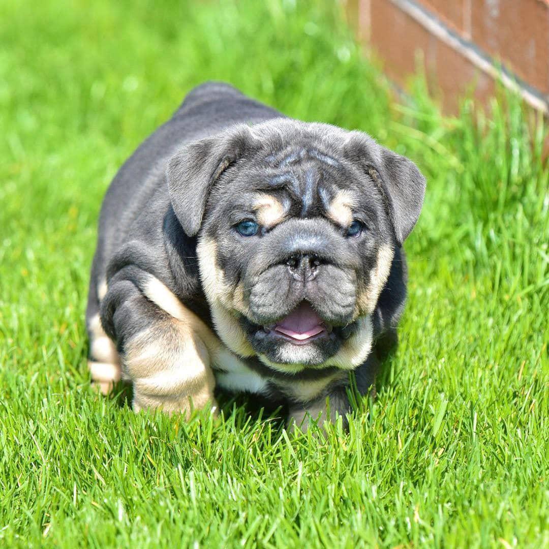 Stella - Isabella Girl — Epic Bullyz Puppy