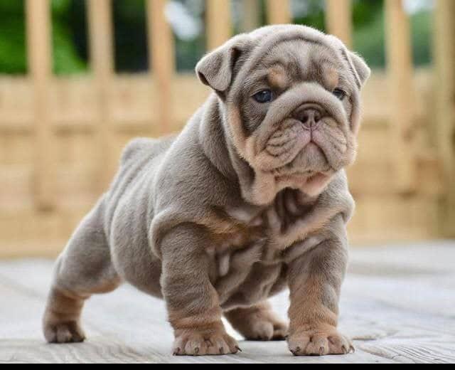Maverick - Merle Tri Boy — Epic Bullyz Puppy