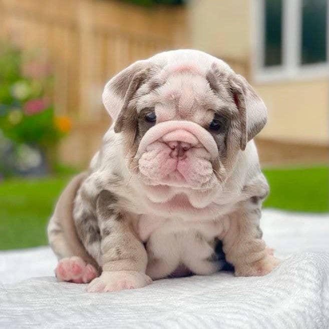 Aurora - Chocolate Tri Girl — Epic Bullyz Puppy