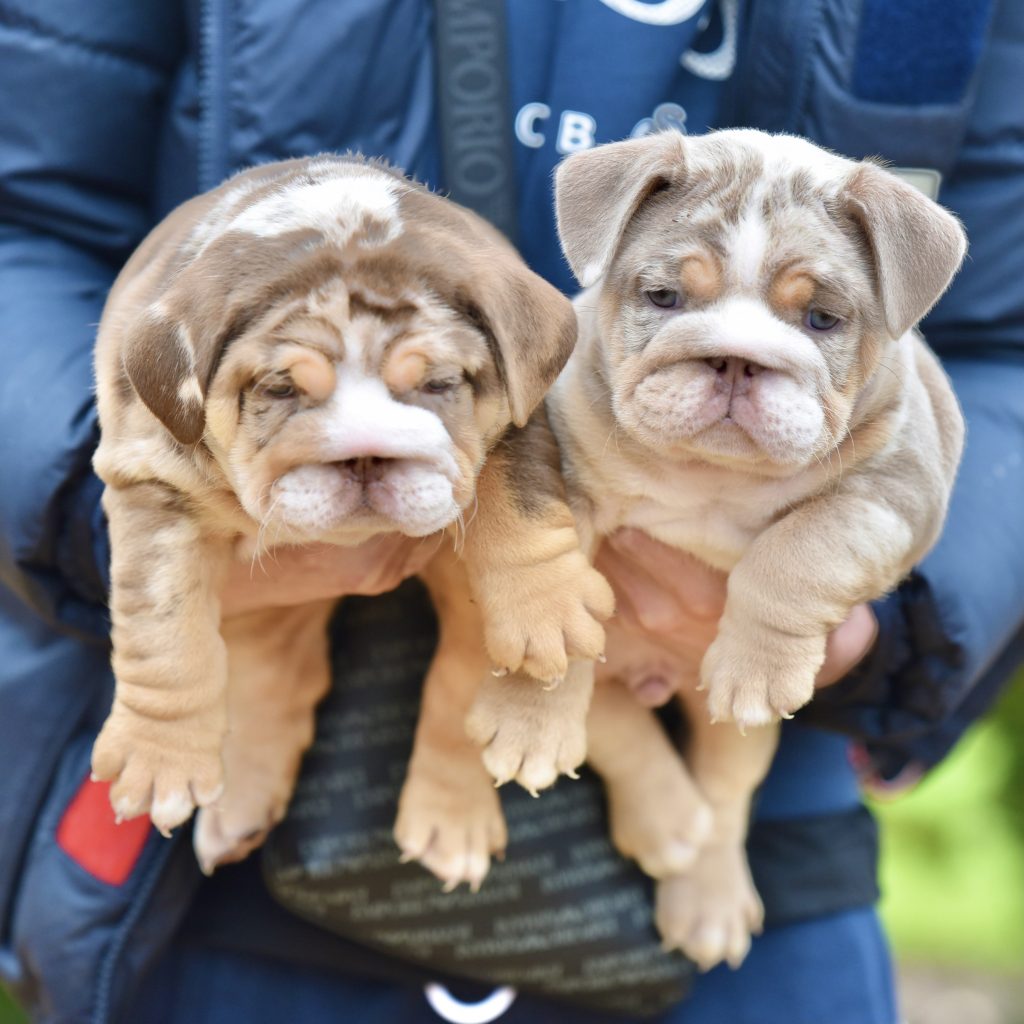 Pup 4 - Merle Boy — Epic Bullyz Puppy