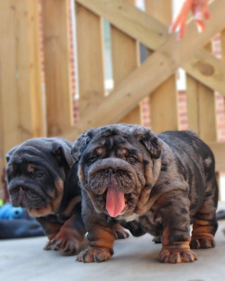 Diesel - Chocolate Tri Boy — Epic Bullyz Puppy