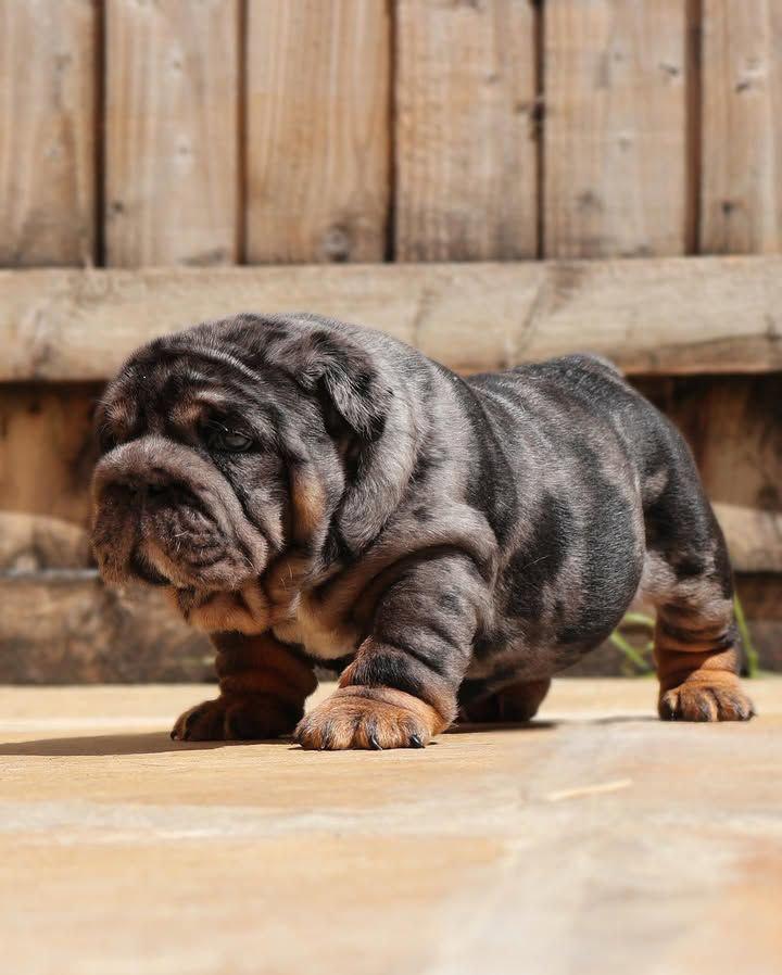 Bella - Blue Tri Girl — Epic Bullyz Puppy